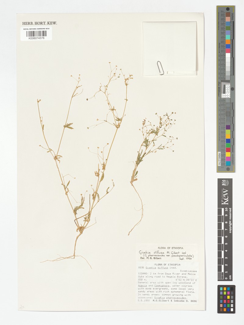 Gisekia diffusa photo 2