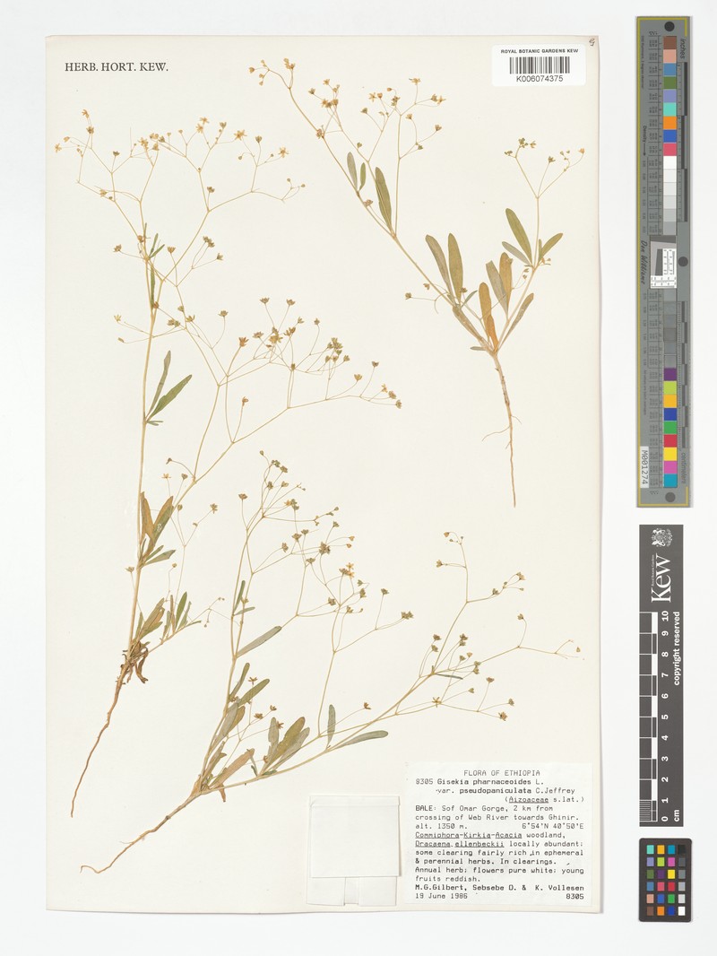 Gisekia diffusa photo 3