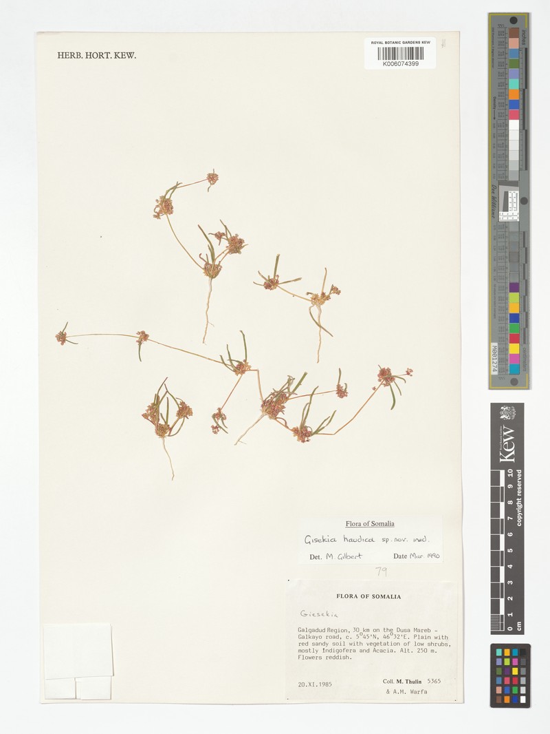 Gisekia haudica