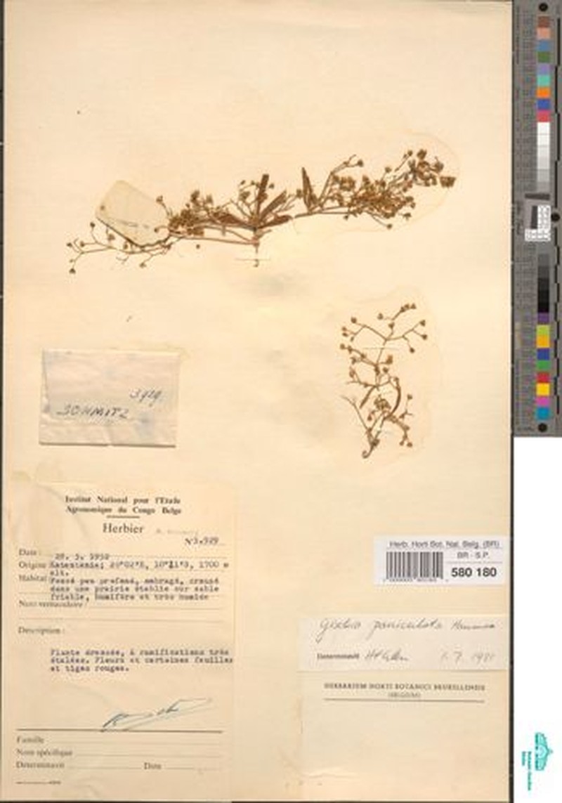Gisekia paniculata