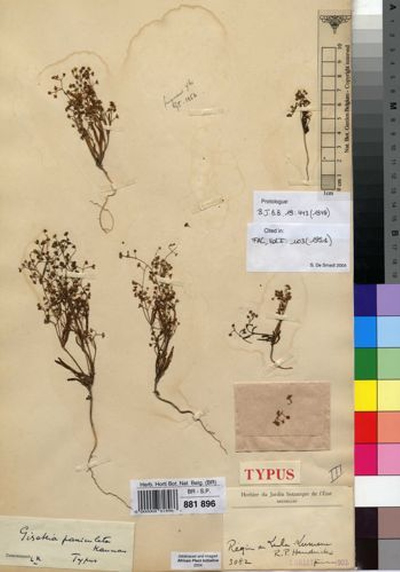 Gisekia paniculata photo 2