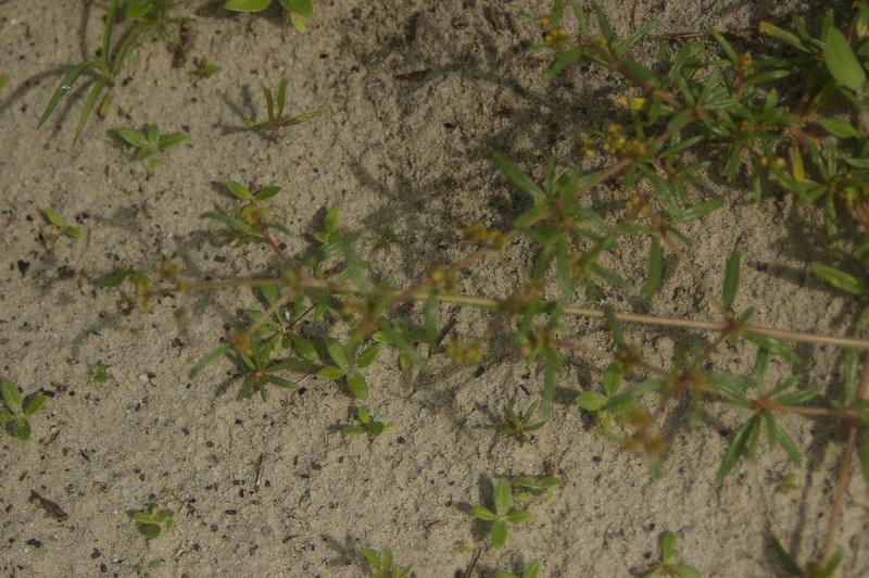 Gisekia pharnaceoides