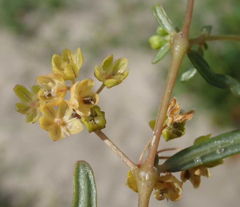 Gisekia pharnaceoides photo 2