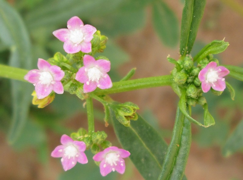 Gisekia pharnaceoides photo 3