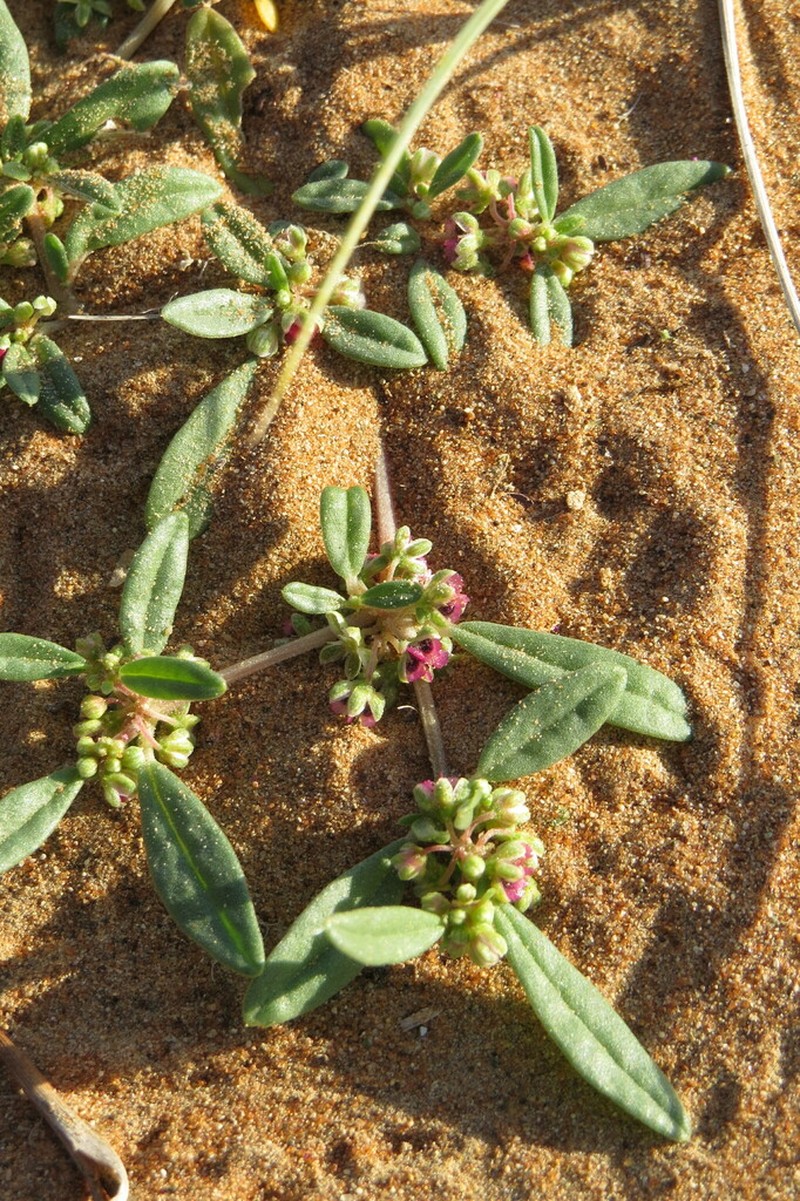 Gisekia pharnaceoides photo 4