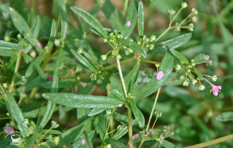 Gisekia pharnaceoides photo 5
