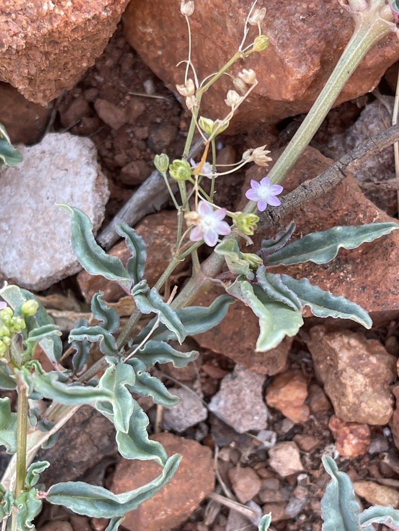Gisekia pharnaceoides photo 6