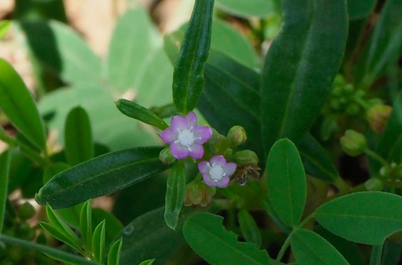 Gisekia pharnaceoides photo 7