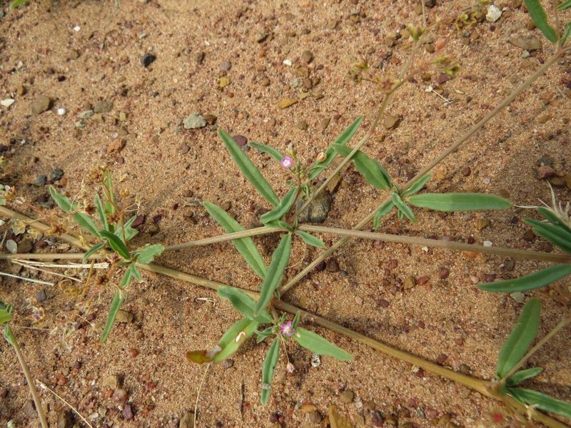Gisekia pharnaceoides photo 8