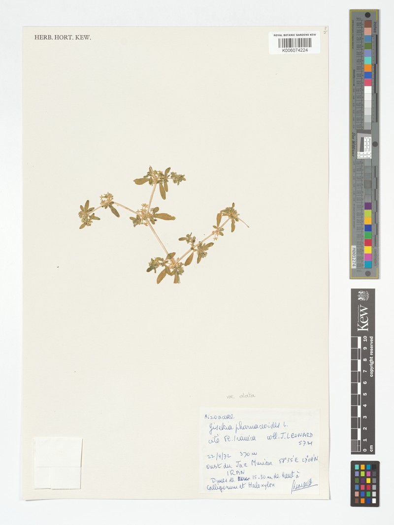 Gisekia pharnaceoides var. alata