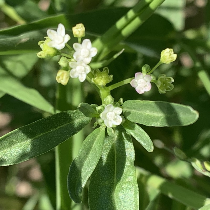 Gisekia pharnaceoides var. pharnaceoides