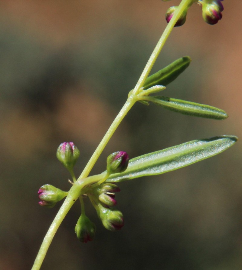 Gisekia pharnaceoides var. pharnaceoides photo 2