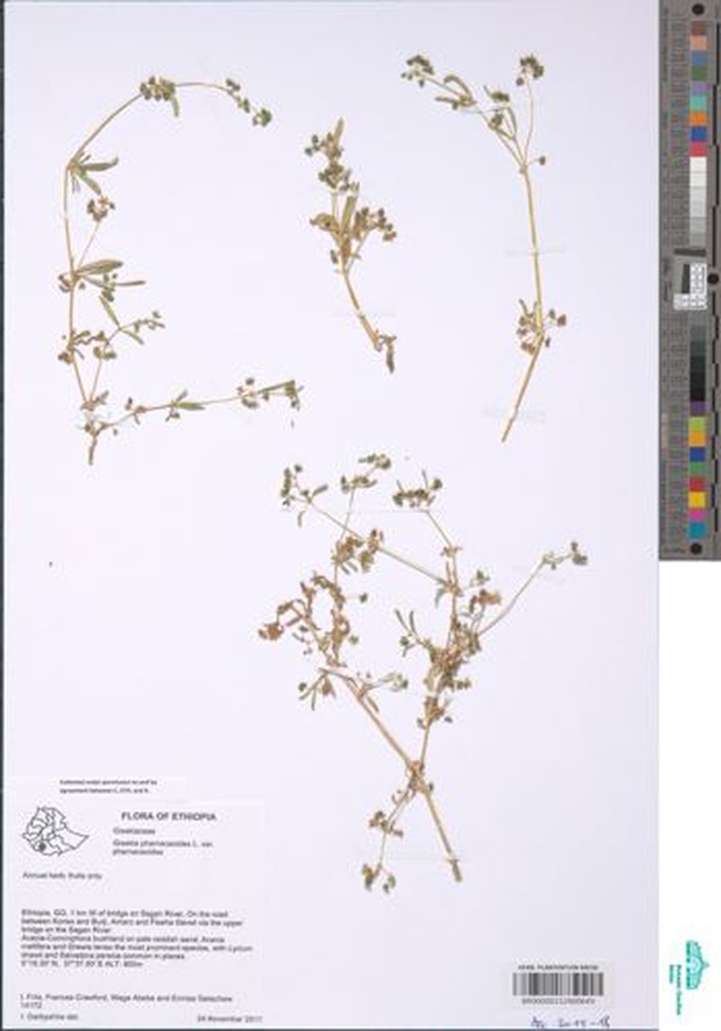 Gisekia pharnaceoides var. pharnaceoides photo 3