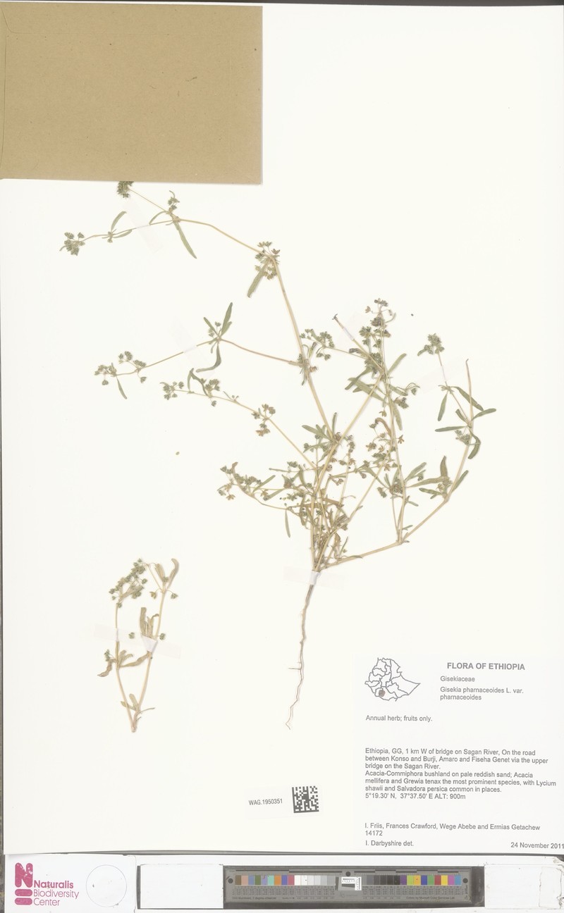 Gisekia pharnaceoides var. pharnaceoides photo 4