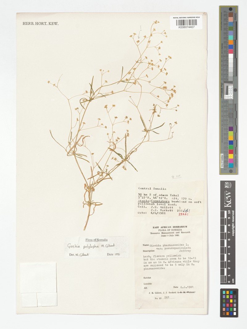 Gisekia polylopha