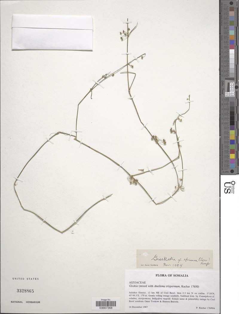 Gisekia scabridula