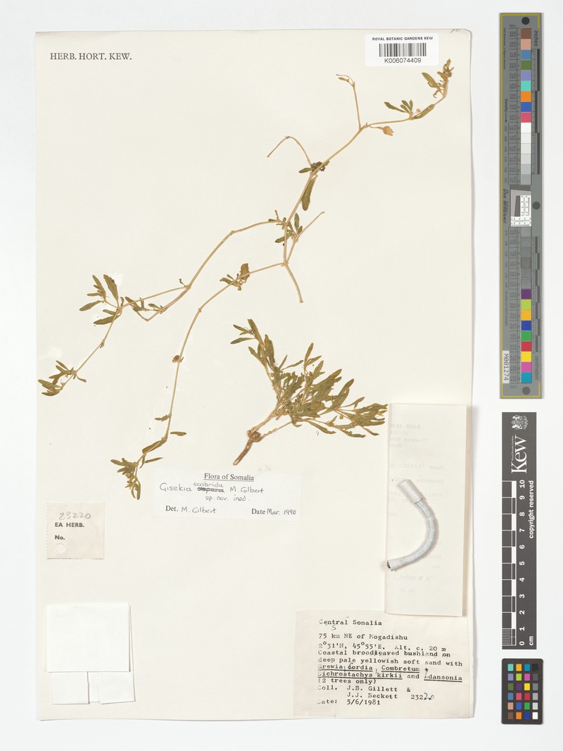 Gisekia scabridula photo 2