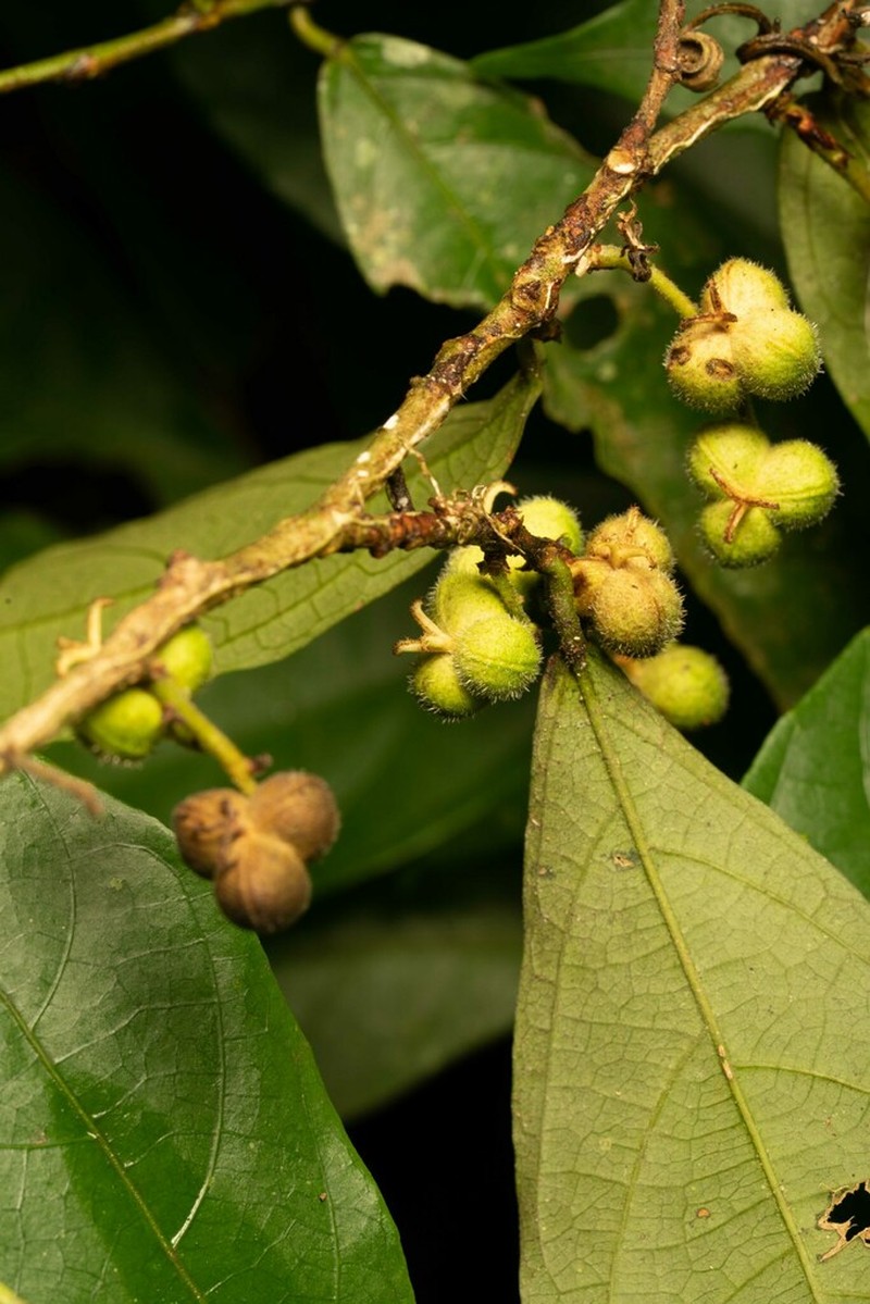Gitara nicaraguensis photo 2