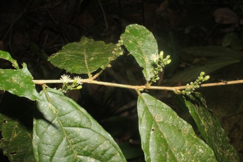 Gitara nicaraguensis photo 6