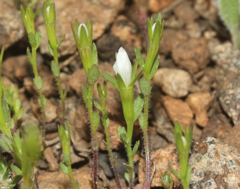 Githopsis diffusa subsp. candida photo 5
