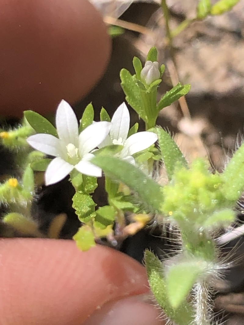 Githopsis diffusa subsp. candida photo 6