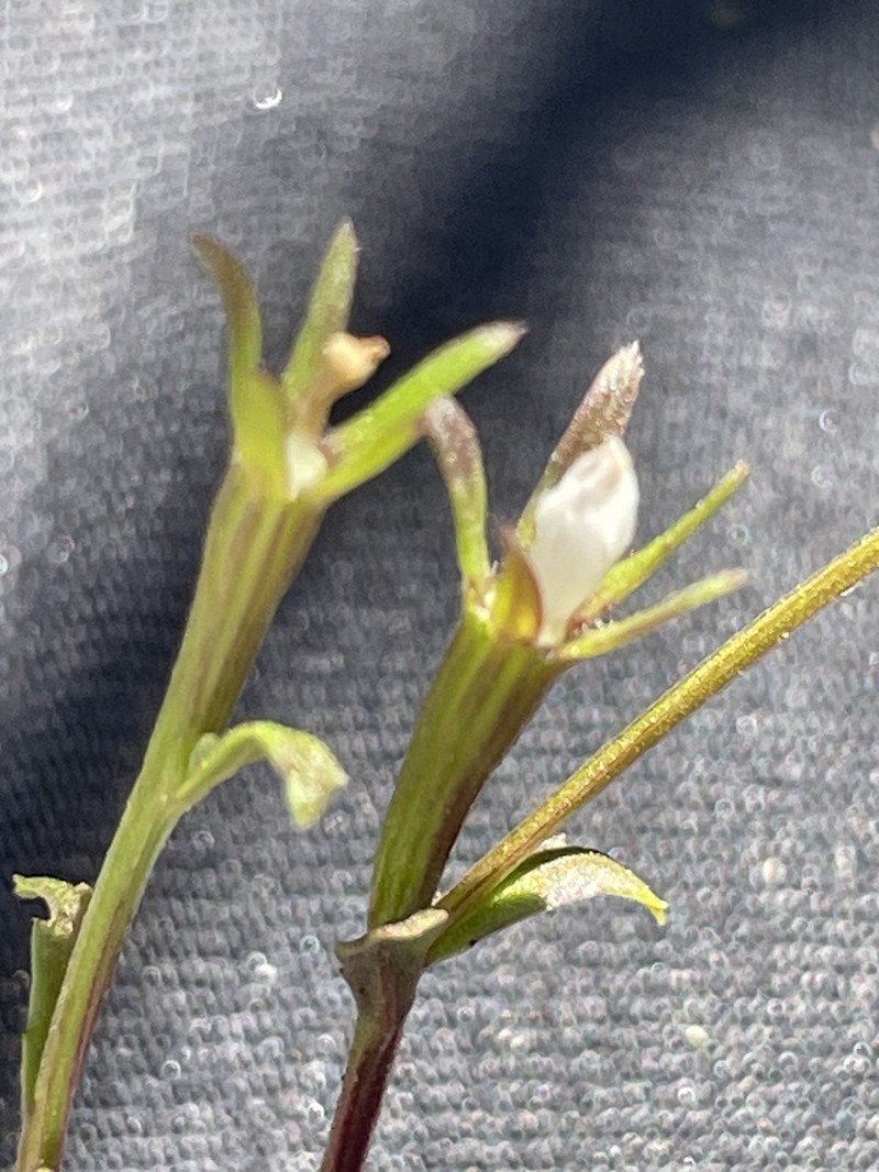 Githopsis diffusa subsp. candida photo 7