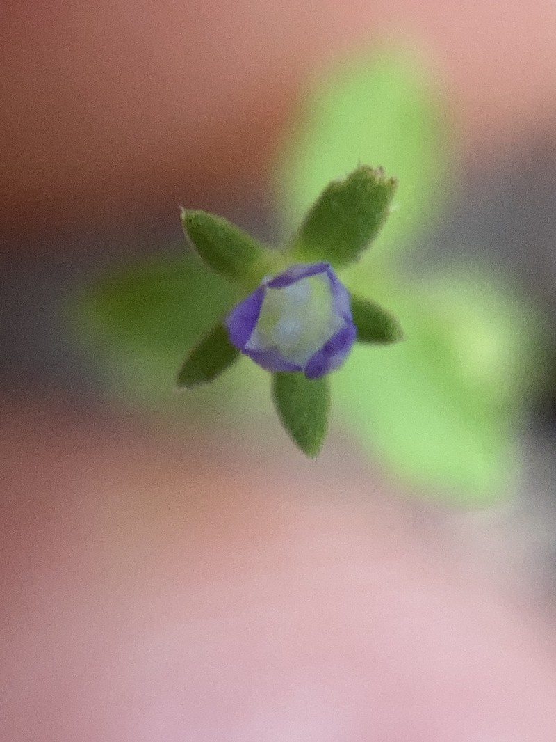 Githopsis diffusa subsp. diffusa