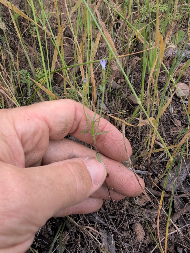 Githopsis diffusa subsp. diffusa photo 2