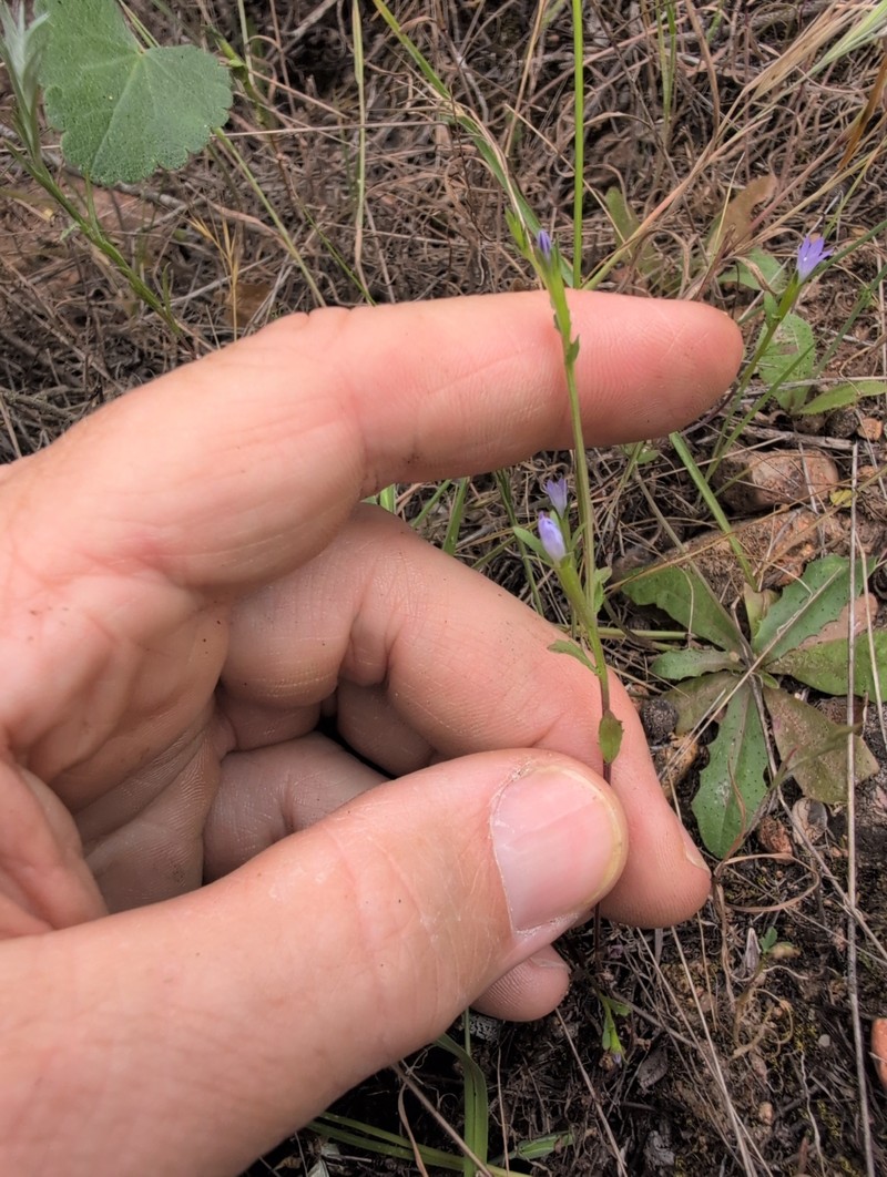 Githopsis diffusa subsp. diffusa photo 4