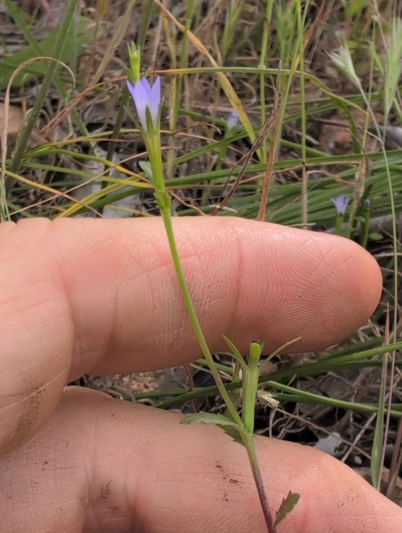 Githopsis diffusa subsp. diffusa photo 5