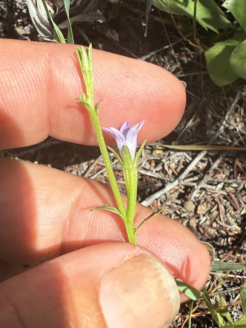 Githopsis diffusa subsp. diffusa photo 6