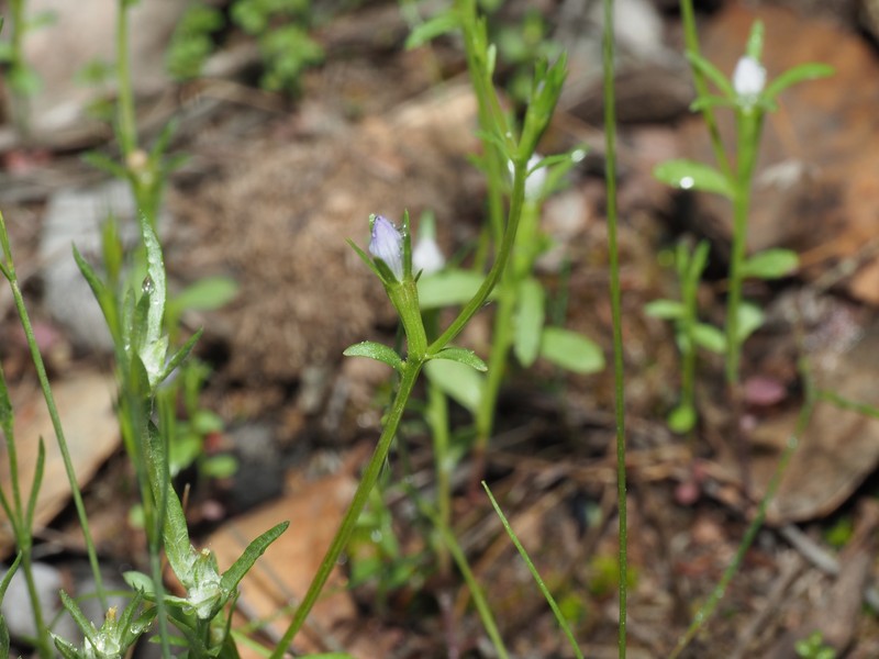 Githopsis diffusa subsp. diffusa photo 7