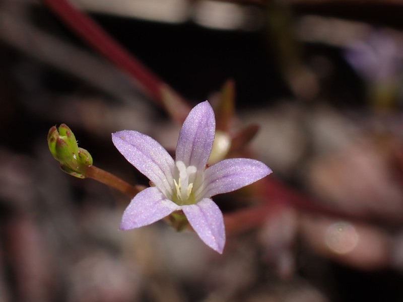 Githopsis diffusa subsp. filicaulis