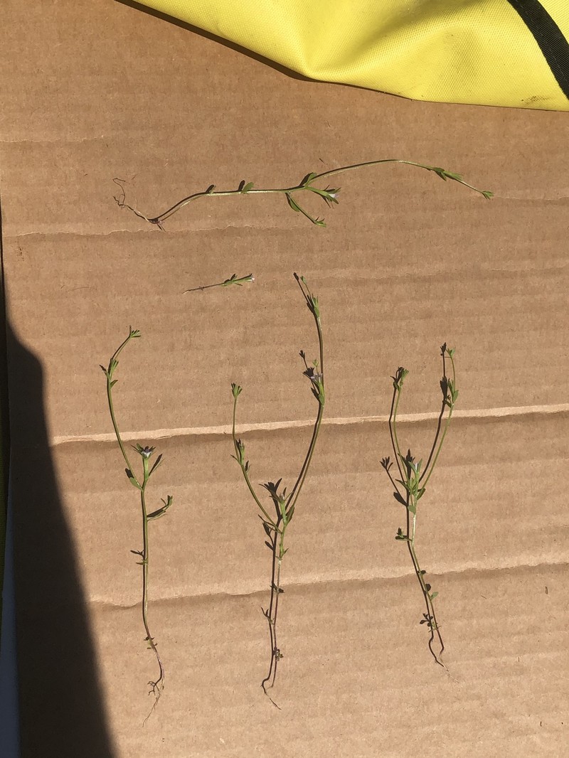 Githopsis diffusa subsp. filicaulis photo 2