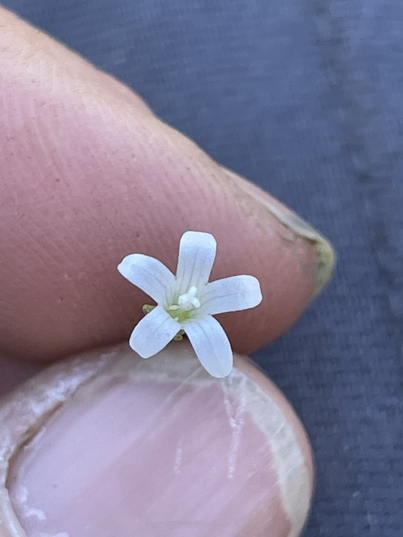 Githopsis diffusa subsp. filicaulis photo 3