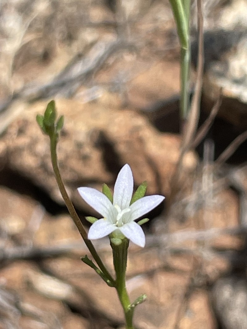 Githopsis diffusa subsp. filicaulis photo 4