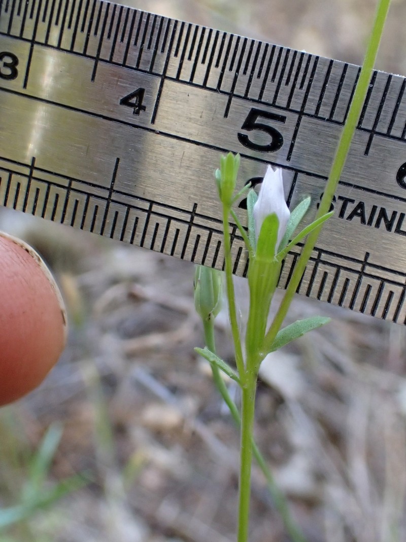 Githopsis diffusa subsp. filicaulis photo 5