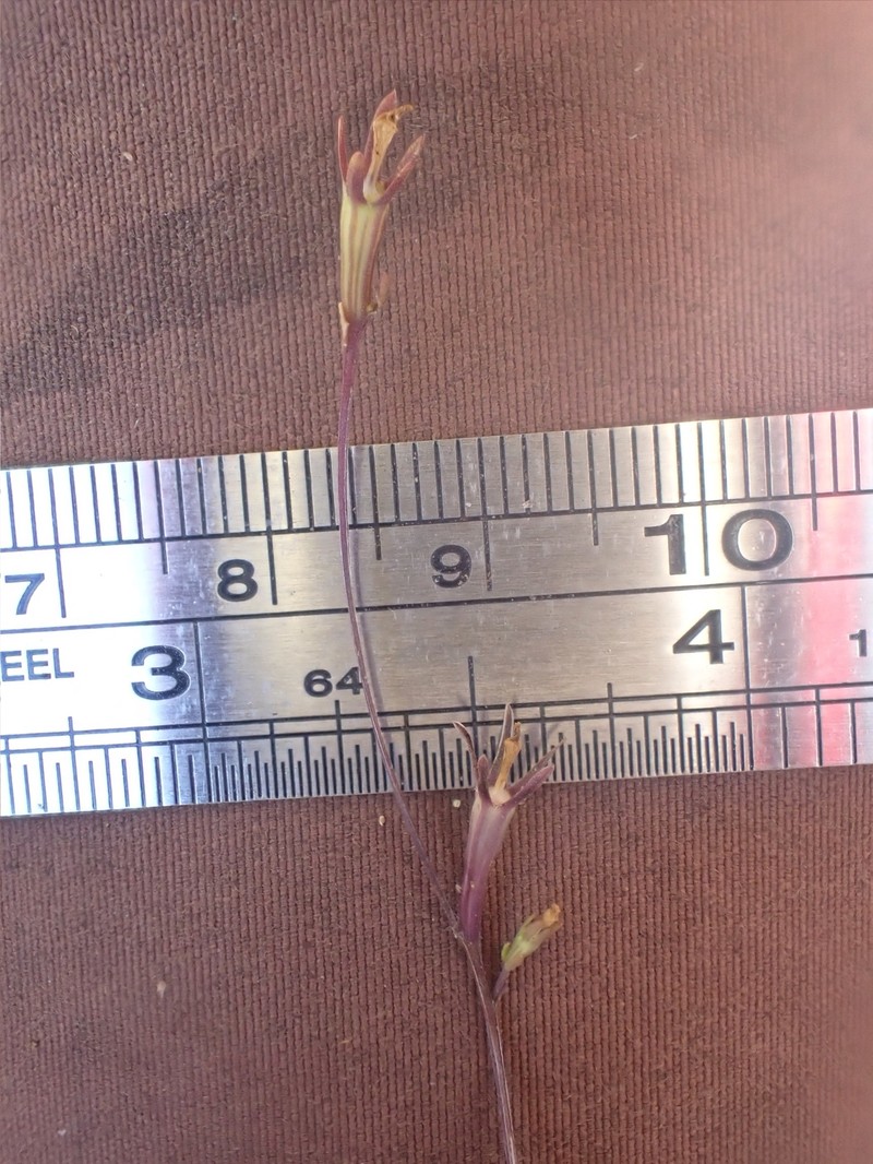 Githopsis diffusa subsp. filicaulis photo 6