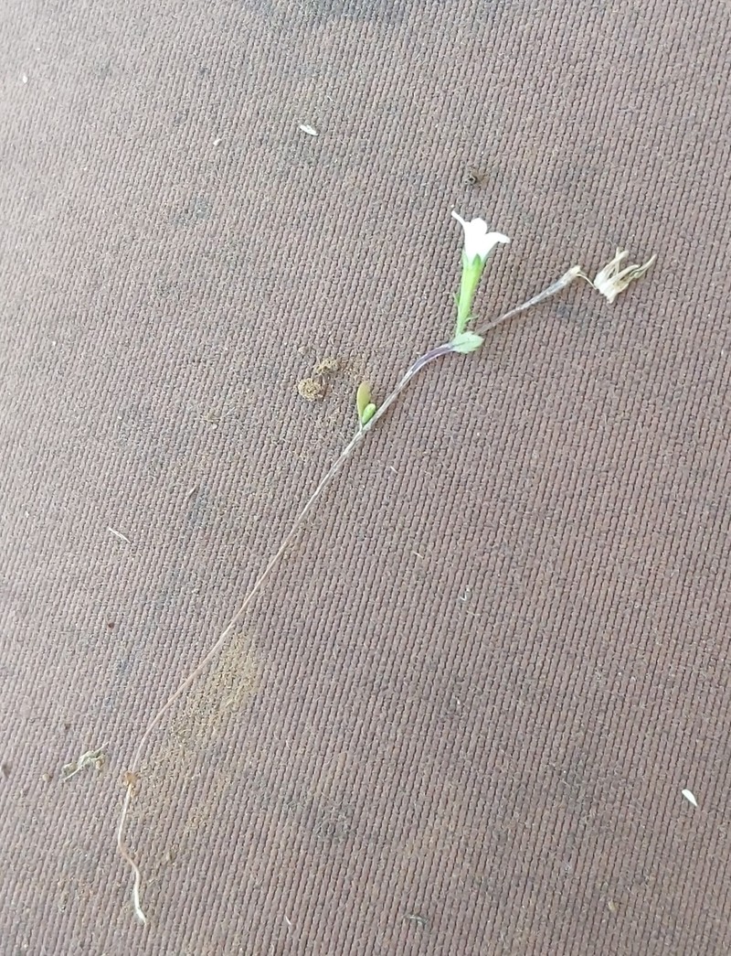 Githopsis diffusa subsp. filicaulis photo 7