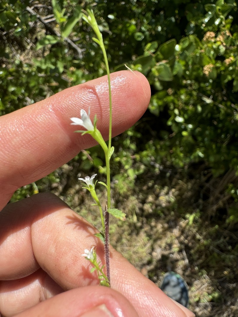 Githopsis diffusa subsp. filicaulis photo 8