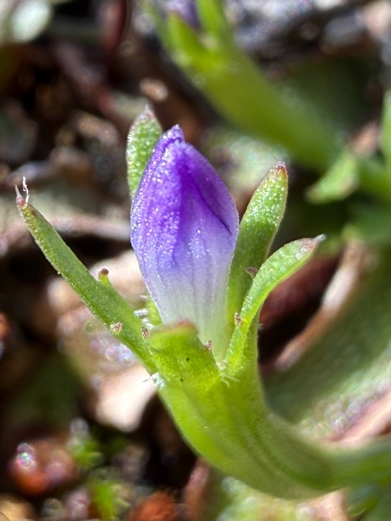 Githopsis diffusa subsp. robusta