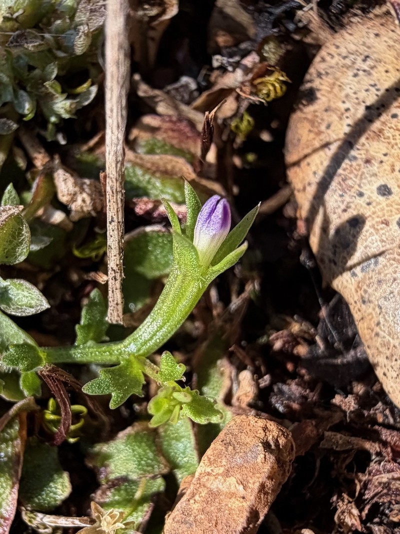 Githopsis diffusa subsp. robusta photo 4