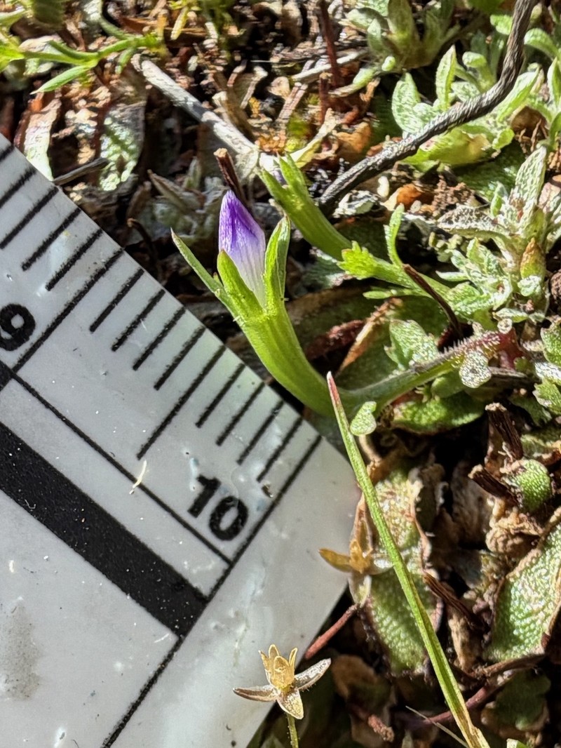 Githopsis diffusa subsp. robusta photo 5