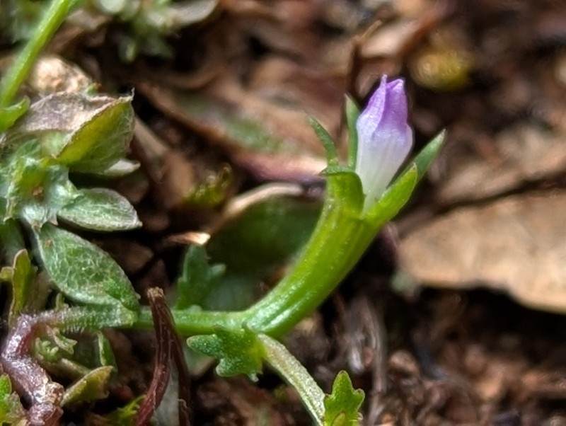 Githopsis diffusa subsp. robusta photo 7