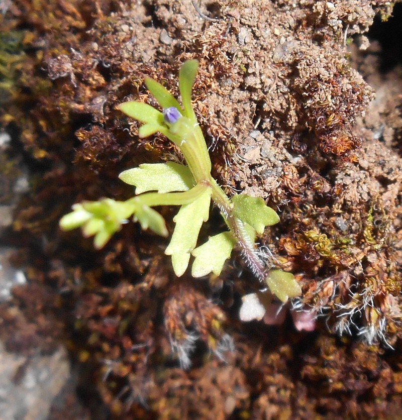 Githopsis diffusa subsp. robusta photo 8