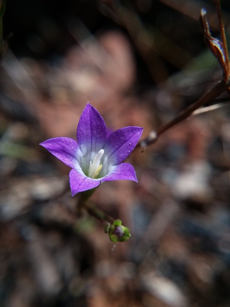 Sierra Bluecup photo 4
