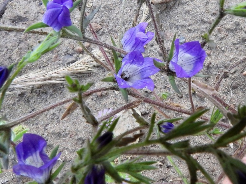 Sierra Bluecup photo 6