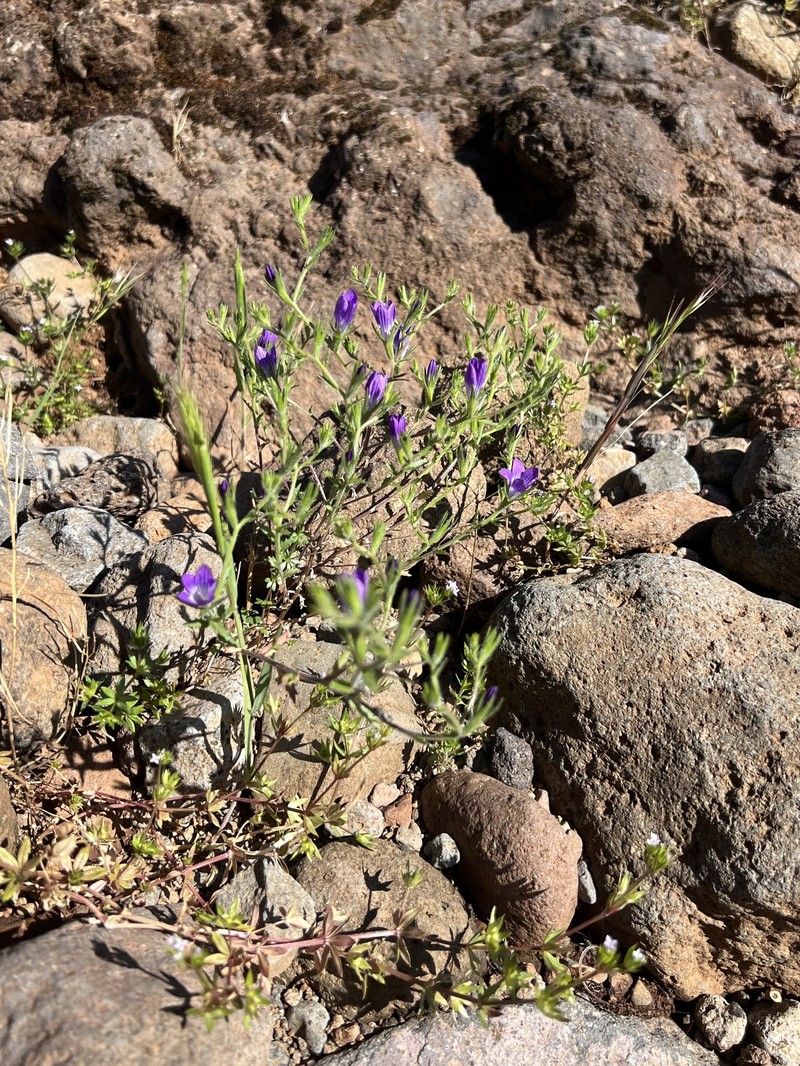 Githopsis pulchella subsp. campestris