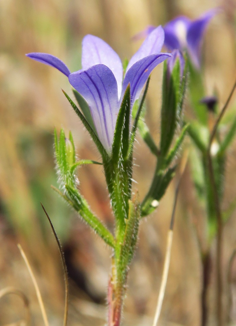 Githopsis pulchella subsp. campestris photo 2