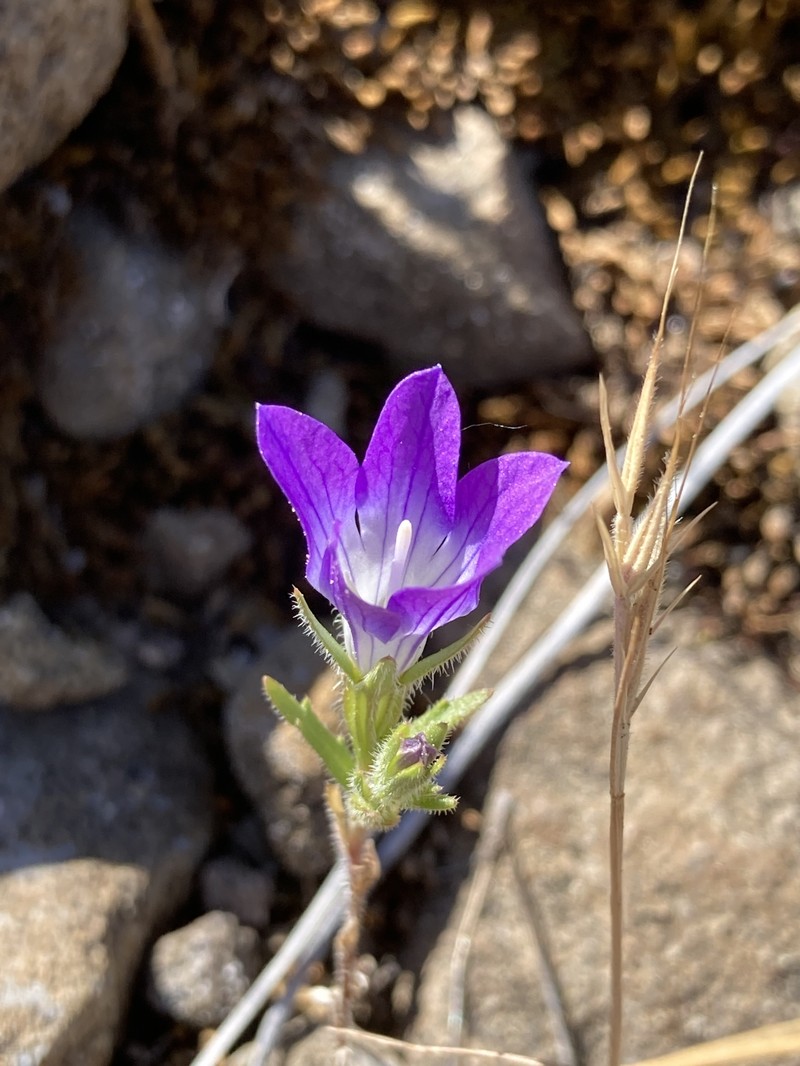 Githopsis pulchella subsp. campestris photo 3